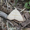 Morbid Owlet Moth