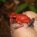 Blue Jeans Dart frog