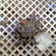 Centola (gl), Centollo (es), spinous spider crab (uk)