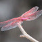 Crimson Marsh Glider