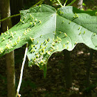 Maple Spindle Gall