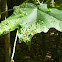 Maple Spindle Gall