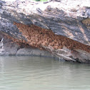 Unknown spotting