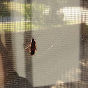Boxelder bug