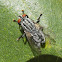 Flesh-fly