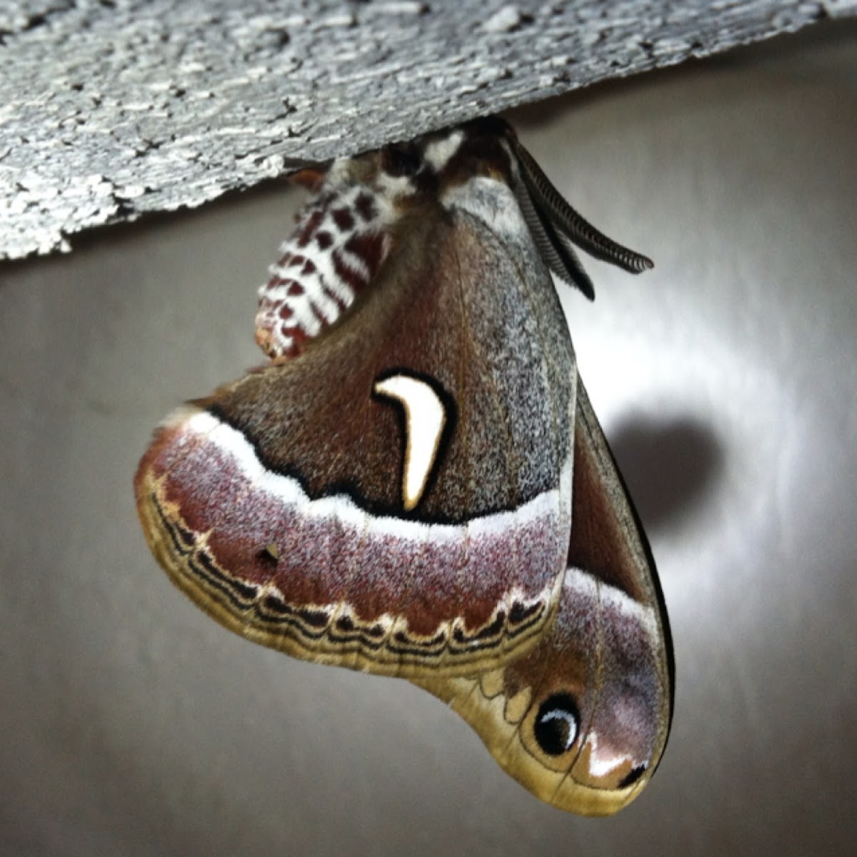 Ceanothus Silkmoth