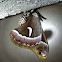 Ceanothus Silkmoth