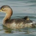 Little Grebe