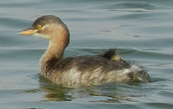Spotting Image 1
