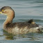 Little Grebe