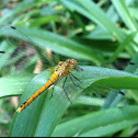 Ruddy Darter