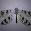 Antlion