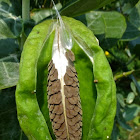 Crown flower Seeds