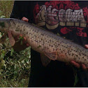 Gar