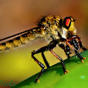 Robber Fly