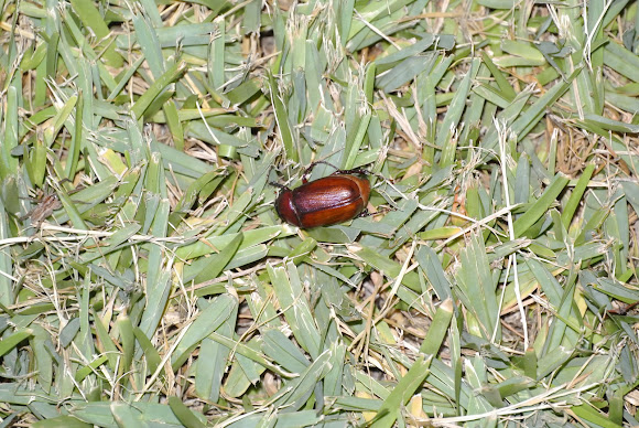 Spotting Image 1