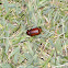 June Beetle