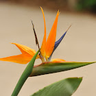 bird of paradise