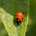 Seven-spot Ladybird
