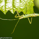Assassin bug (nymph)