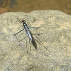 Stilt-legged Fly