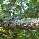 Lichen