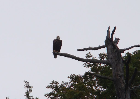 Spotting Image 1