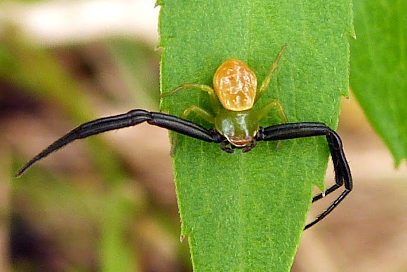 Spotting Image 1