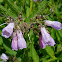 Russian Comfrey