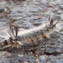 Banded Tussock Moth Larva