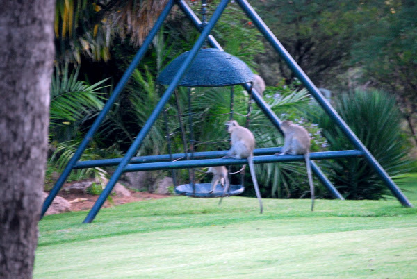 Vervet Monkey | Project Noah
