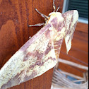 Imperial Moth