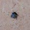 Nezara viridula