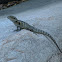 Water Dragon