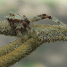 Crab spider
