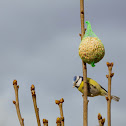 Blue Tit