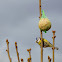Blue Tit