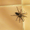 Mouse Spider