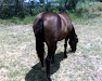 Vendo Potra Mestiza 14 De Milla Lista Para Arren