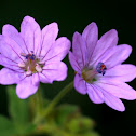 De bermooievaarsbek (Geranium pyrenaicum)