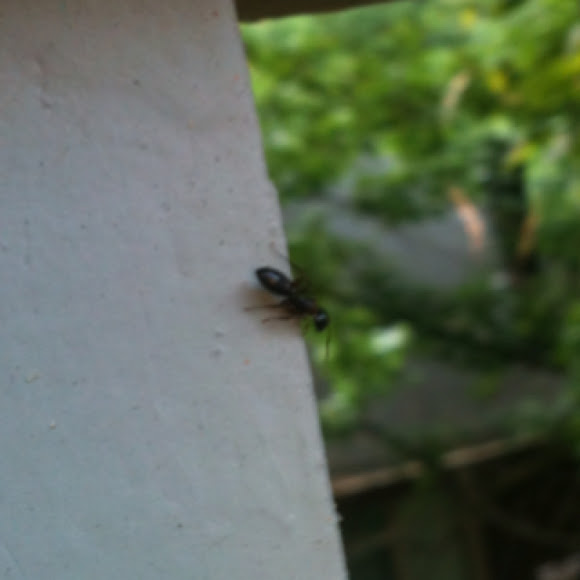 Spotting Image 1