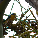 fruterito azulejo - eufonia buchinaranja - Orange-bellied Euphonia