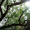 Bodhi tree