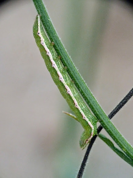 Spotting Image 1