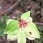 Indian Cucumber