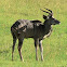 Kudu