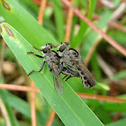 Robber Flies