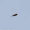 Greenfinch; Verderón