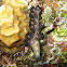 Elegant Flatworm