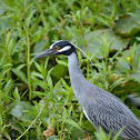 Yellow-crowned Night-Heron